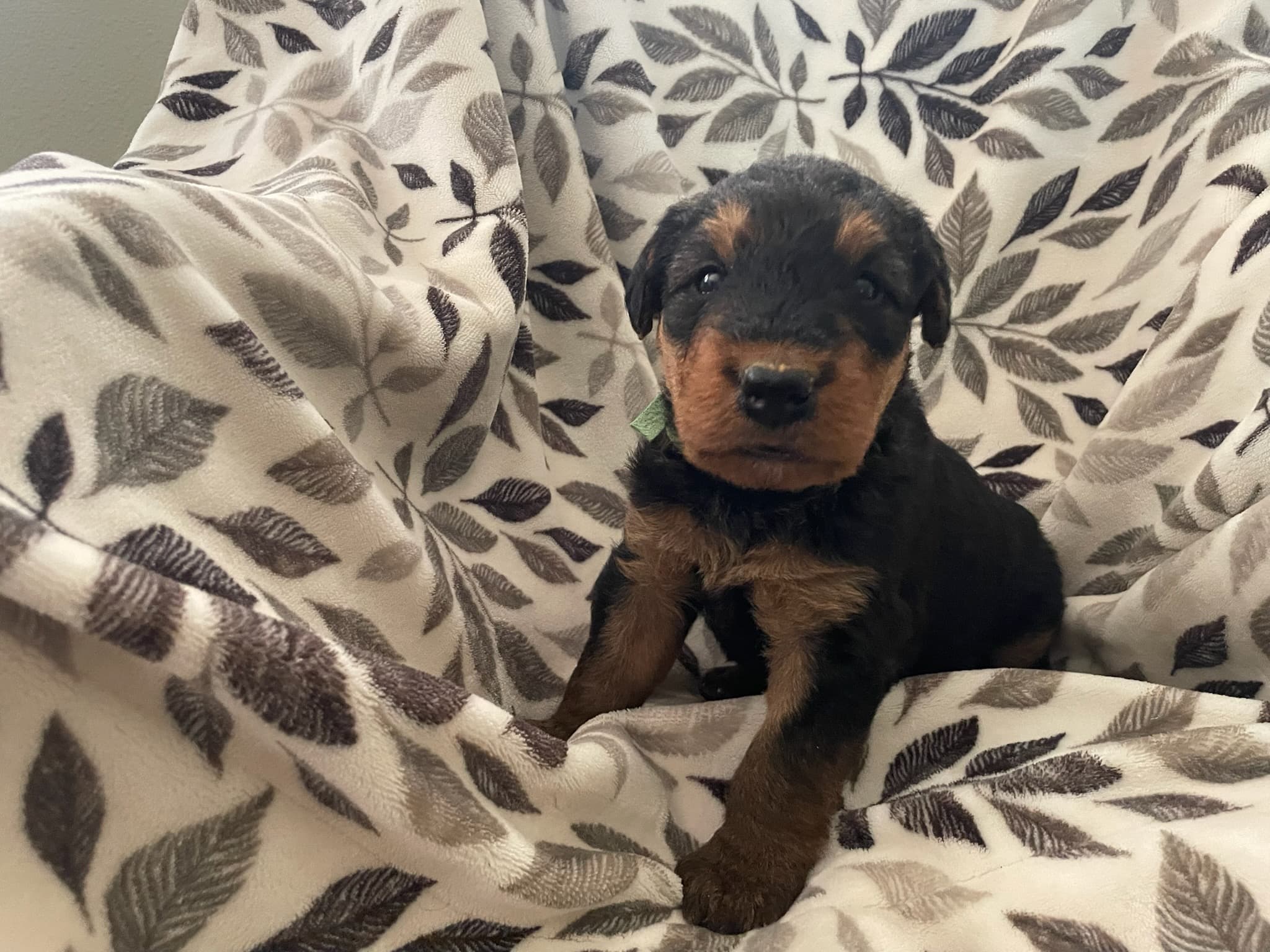 Single Airedale Terrier puppy sitting upright on a leaf-patterned blanket, looking directly at camera