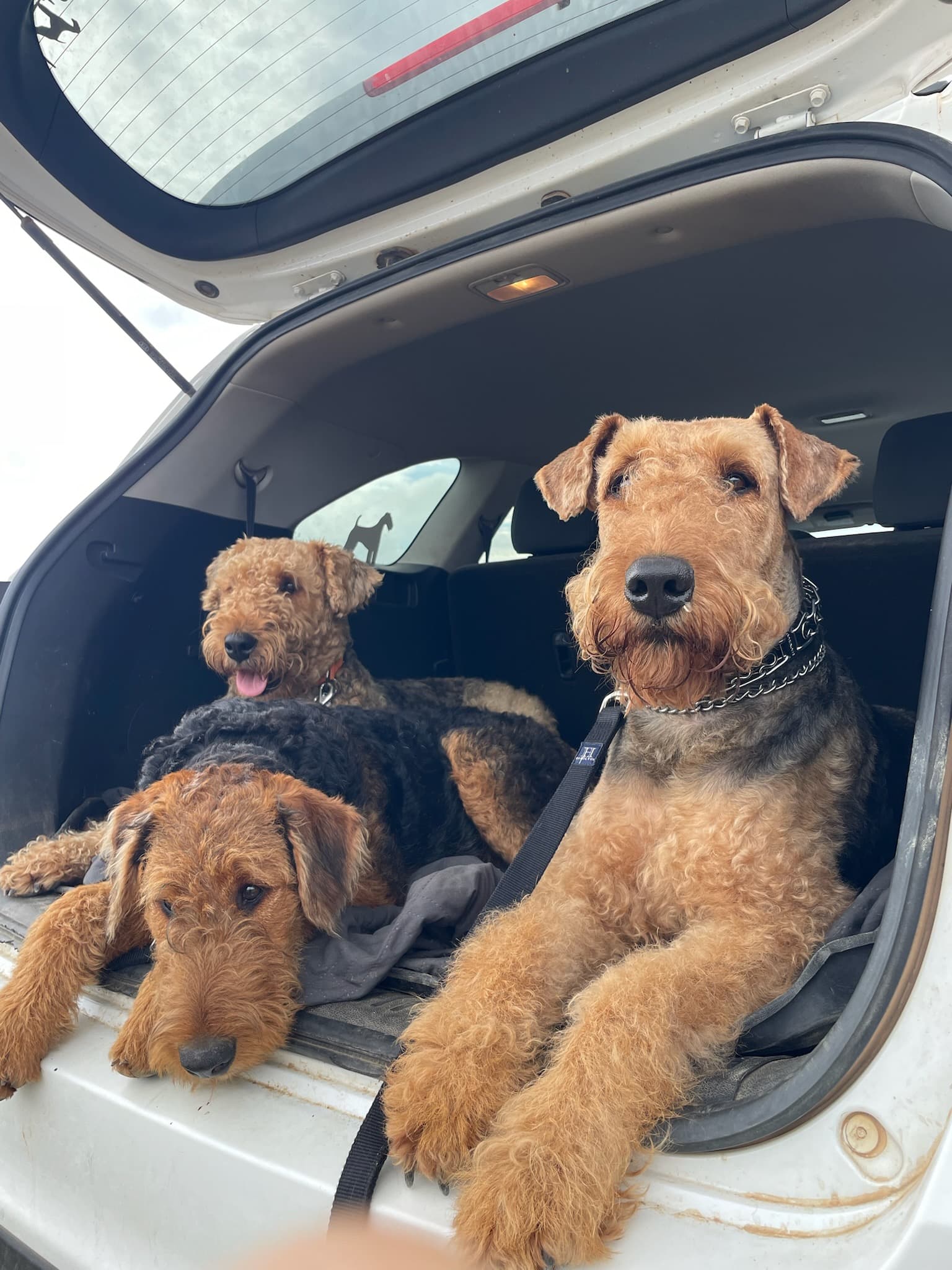 Three Airedale Terriers lounging together in the open trunk of a white SUV