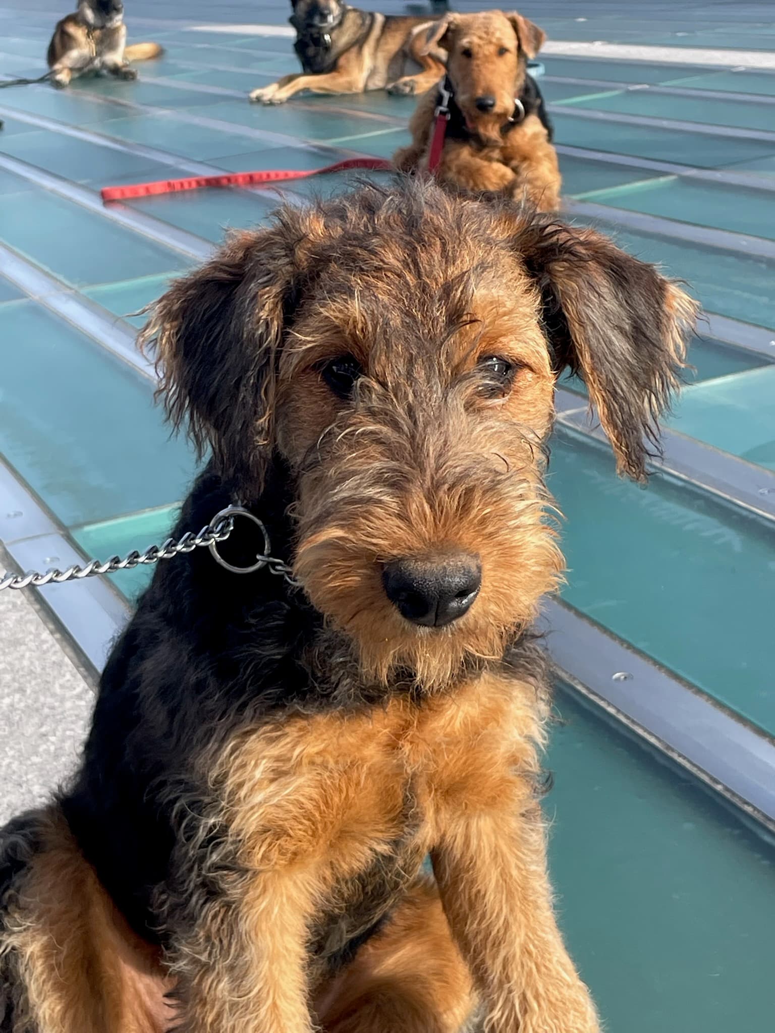 Myla, a 4 month old puppy at training. She is Tucker and Abby's daughter.