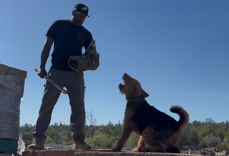 Adult Airedale Terrier on an elevated surface, alert and engaged with a man holding a bite sleeve — appears to be a protection/sport training session