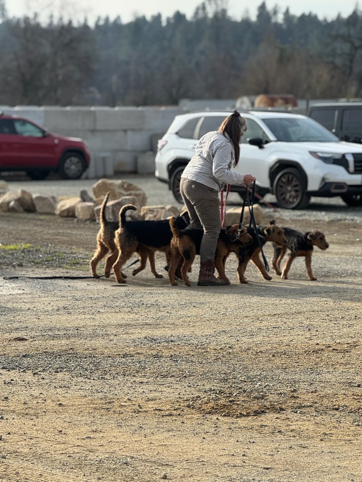 Woman (likely Janis) walking four Airedale Terriers on leashes in a gravel lot
