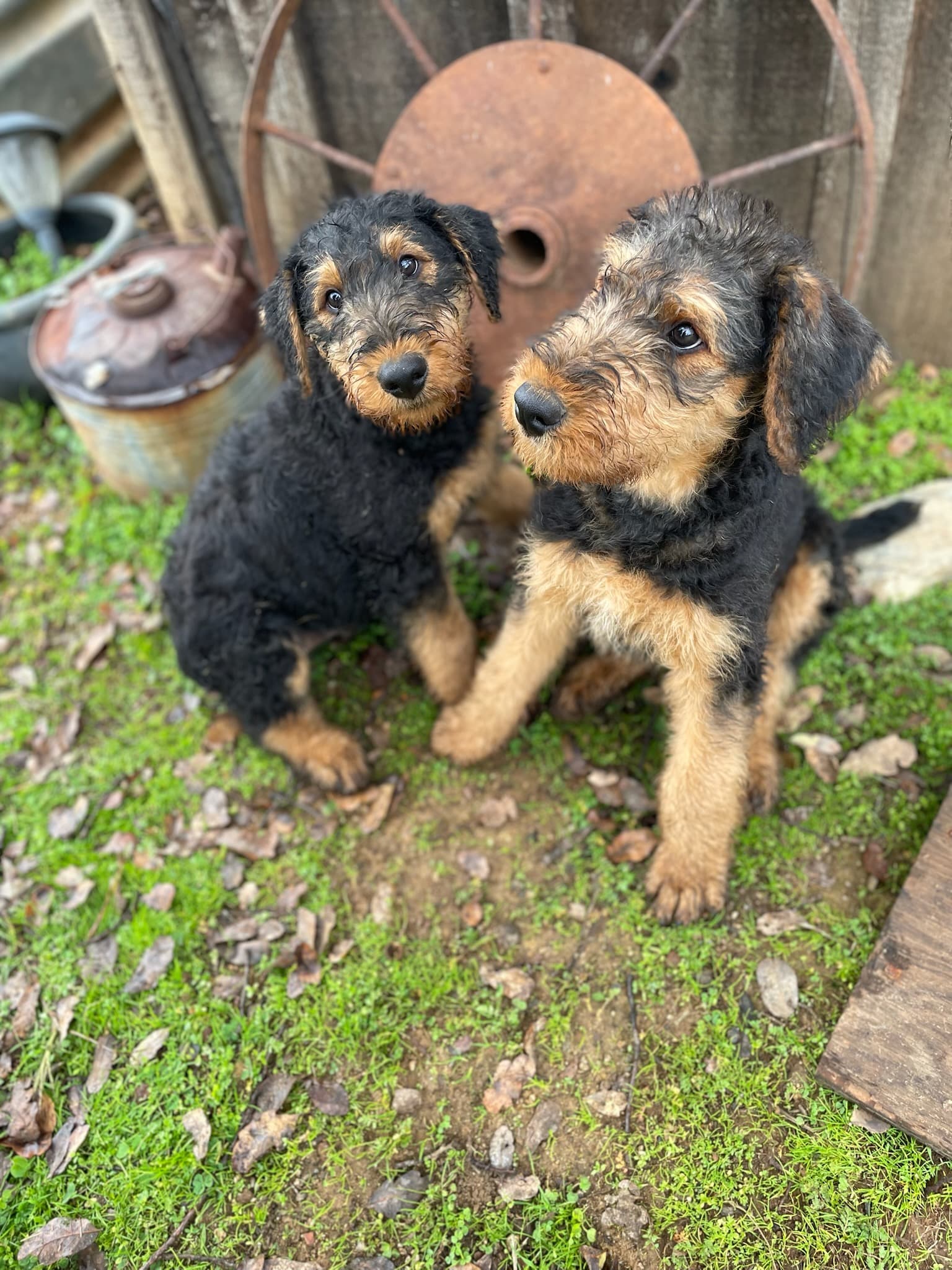 Two Airedale puppies sitting together on grass in front of rustic farm décor